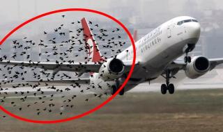 737飞机失事 737飞机失事